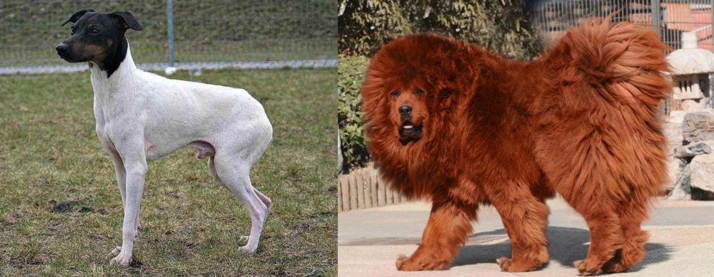 Himalayan Mastiff vs Japanese Terrier - Breed Comparison