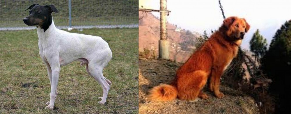 Himalayan Sheepdog vs Japanese Terrier - Breed Comparison