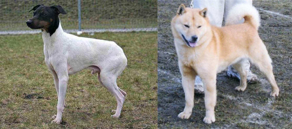 Hokkaido vs Japanese Terrier - Breed Comparison