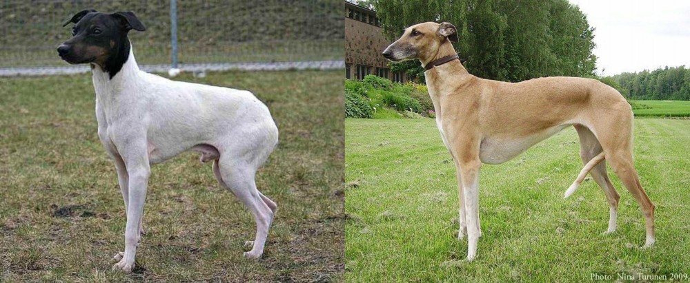 Hortaya Borzaya vs Japanese Terrier - Breed Comparison