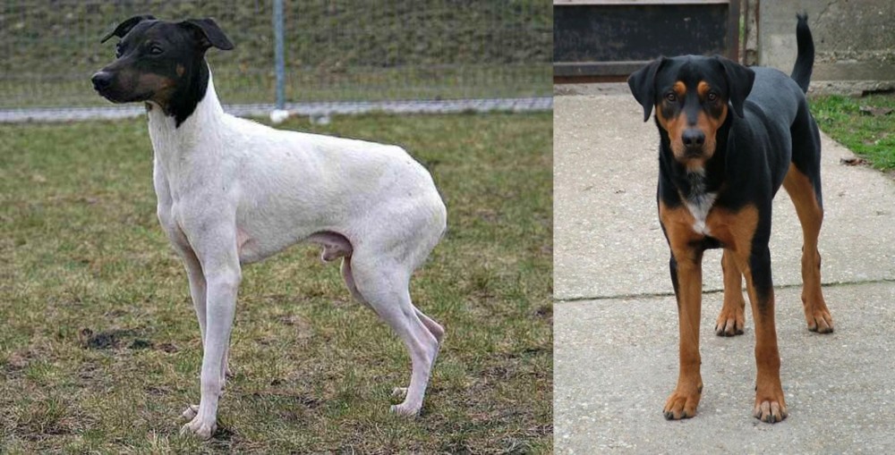 Hungarian Hound vs Japanese Terrier - Breed Comparison