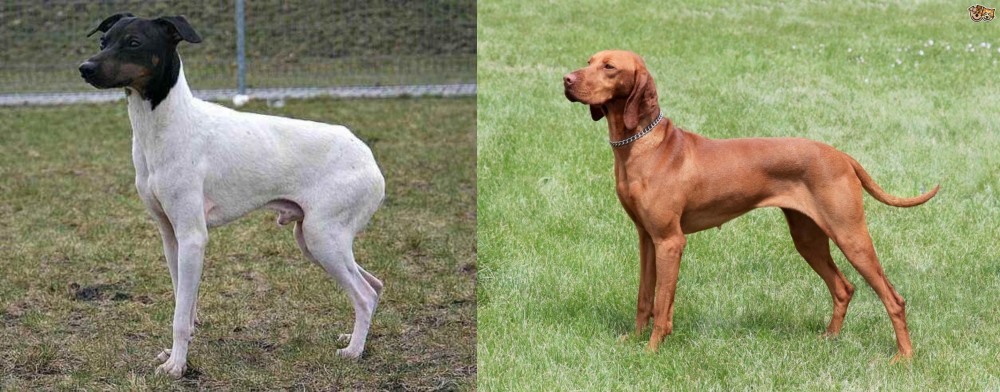 Hungarian Vizsla vs Japanese Terrier - Breed Comparison