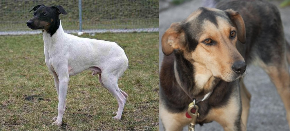 Huntaway vs Japanese Terrier - Breed Comparison