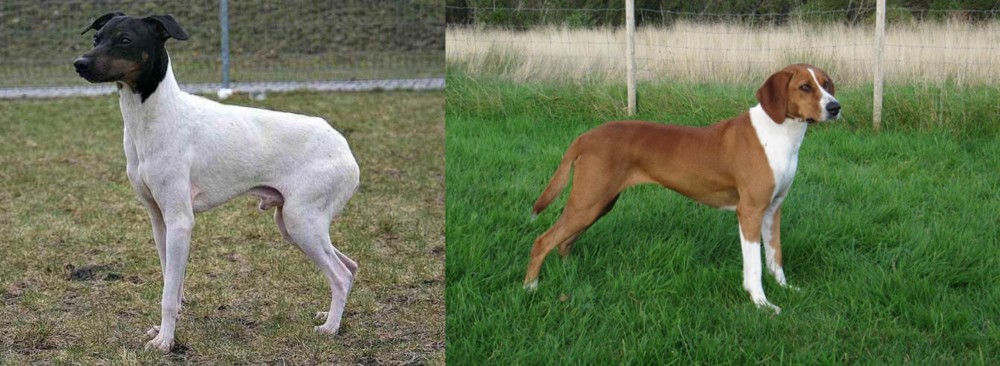 Hygenhund vs Japanese Terrier - Breed Comparison