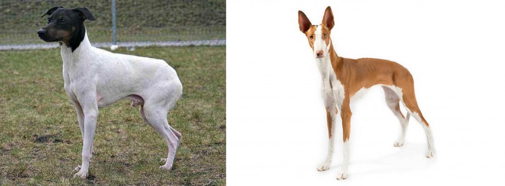 Ibizan Hound vs Japanese Terrier - Breed Comparison