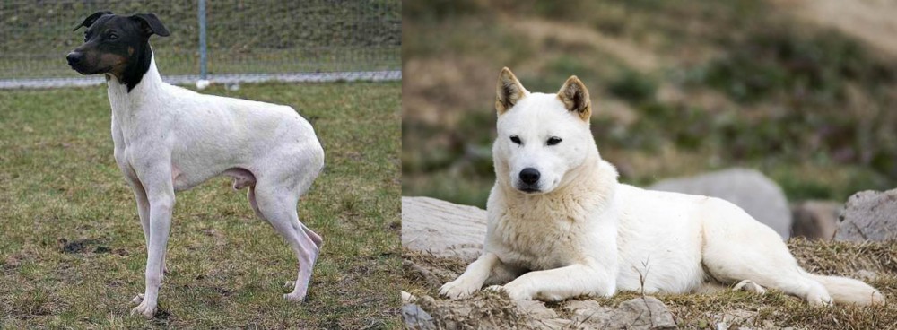 Jindo vs Japanese Terrier - Breed Comparison
