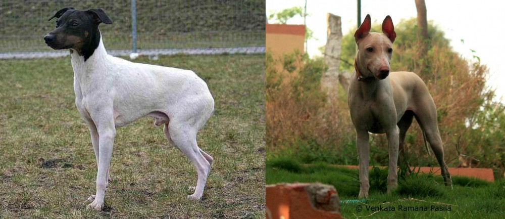 Jonangi vs Japanese Terrier - Breed Comparison