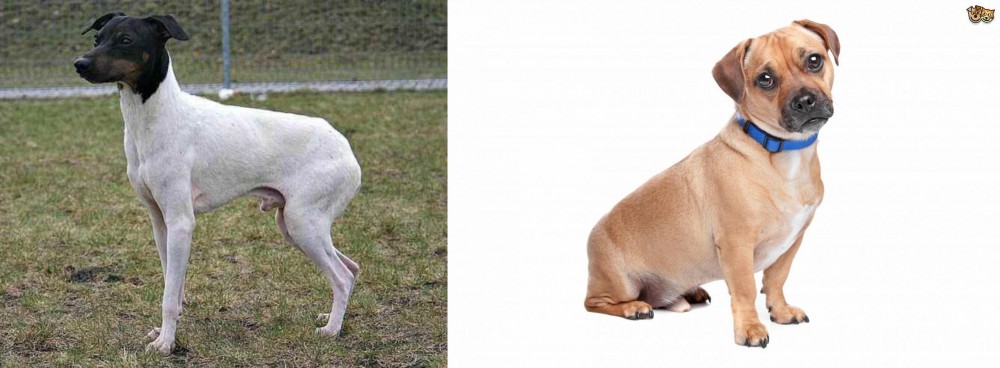 Jug vs Japanese Terrier - Breed Comparison