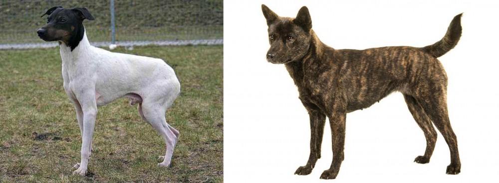 Kai Ken vs Japanese Terrier - Breed Comparison