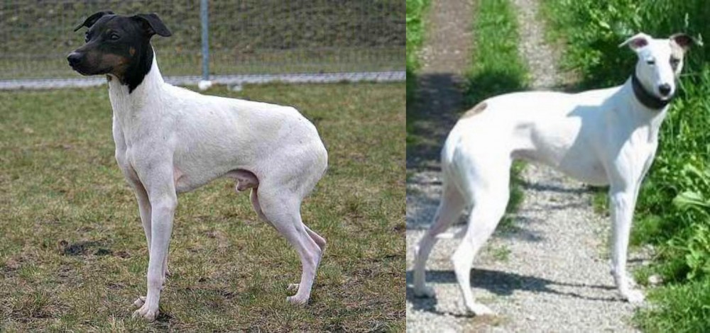 Kaikadi vs Japanese Terrier - Breed Comparison