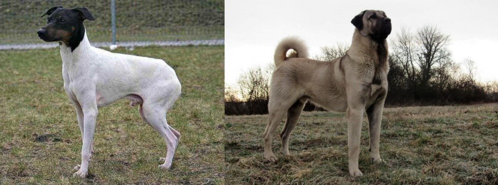 Kangal Dog vs Japanese Terrier - Breed Comparison