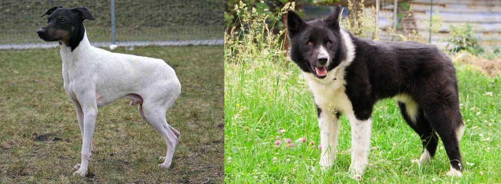 Karelian Bear Dog vs Japanese Terrier - Breed Comparison