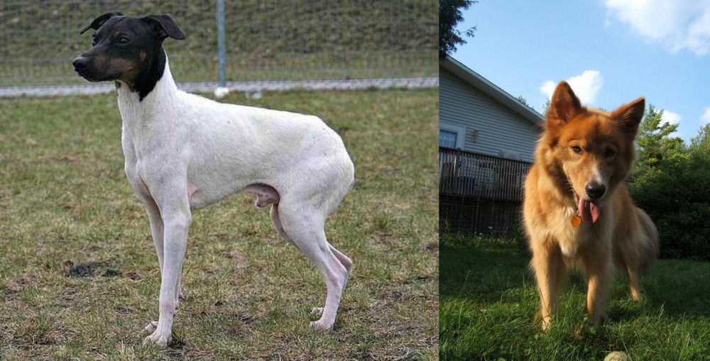 Karelo-Finnish Laika vs Japanese Terrier - Breed Comparison