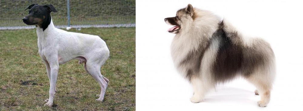 Keeshond vs Japanese Terrier - Breed Comparison