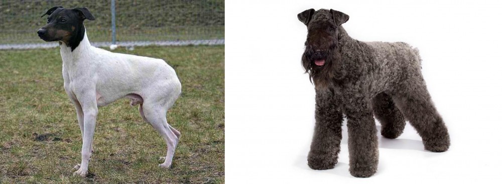 Kerry Blue Terrier vs Japanese Terrier - Breed Comparison