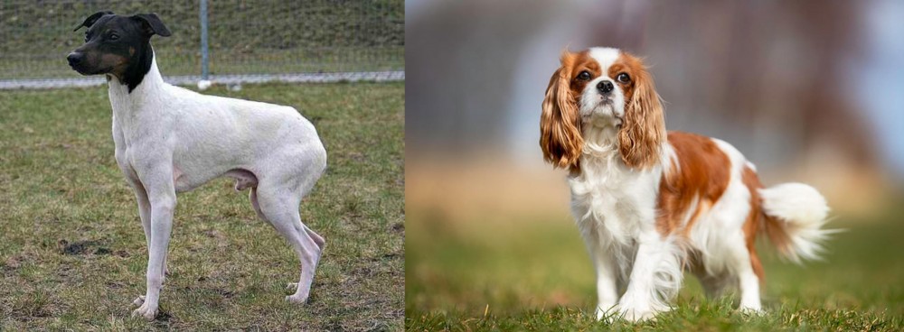 King Charles Spaniel vs Japanese Terrier - Breed Comparison
