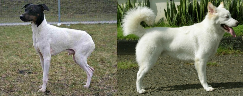 Kintamani vs Japanese Terrier - Breed Comparison