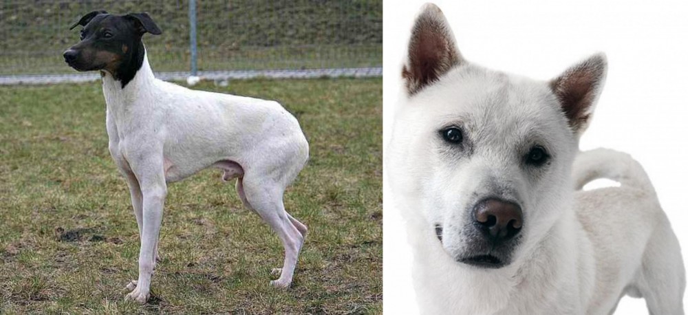 Kishu vs Japanese Terrier - Breed Comparison