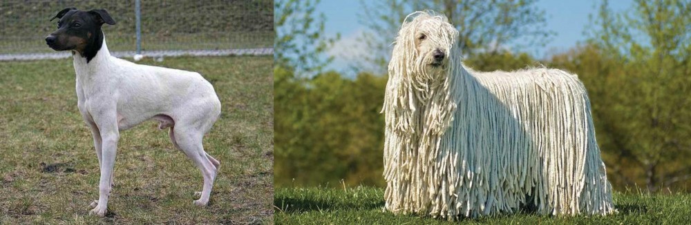 Komondor vs Japanese Terrier - Breed Comparison