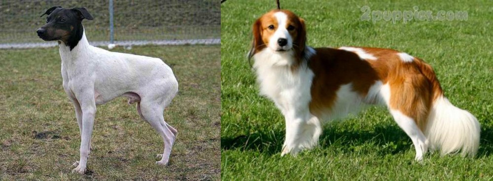 Kooikerhondje vs Japanese Terrier - Breed Comparison