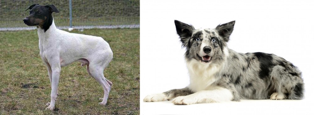 Koolie vs Japanese Terrier - Breed Comparison