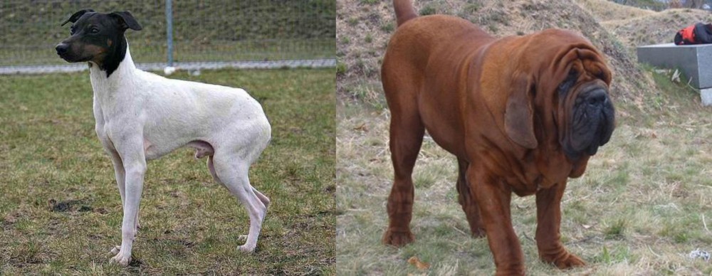 Korean Mastiff vs Japanese Terrier - Breed Comparison