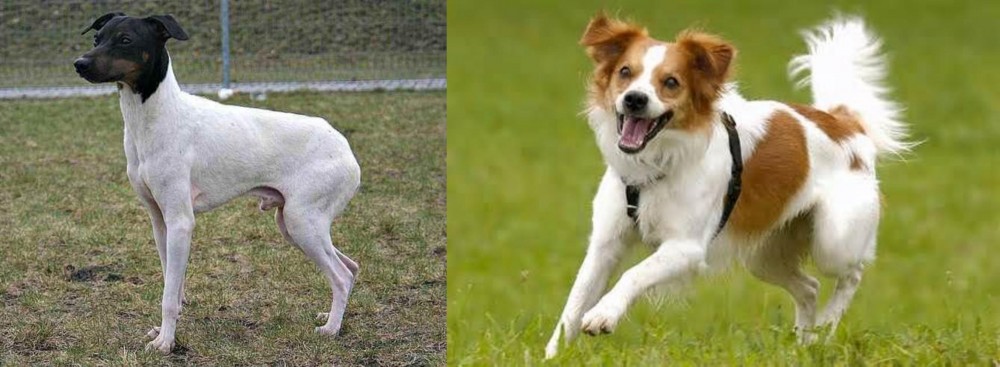Kromfohrlander vs Japanese Terrier - Breed Comparison
