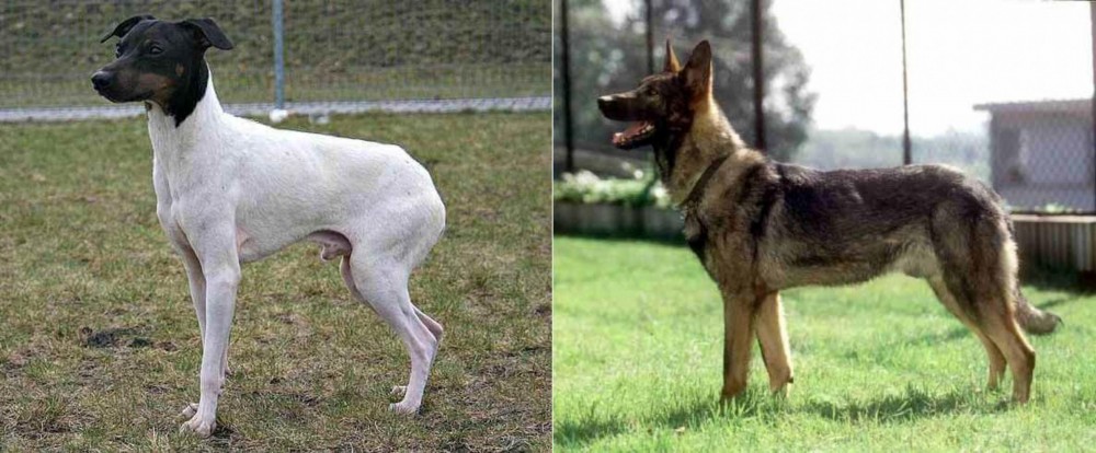 Kunming Dog vs Japanese Terrier - Breed Comparison