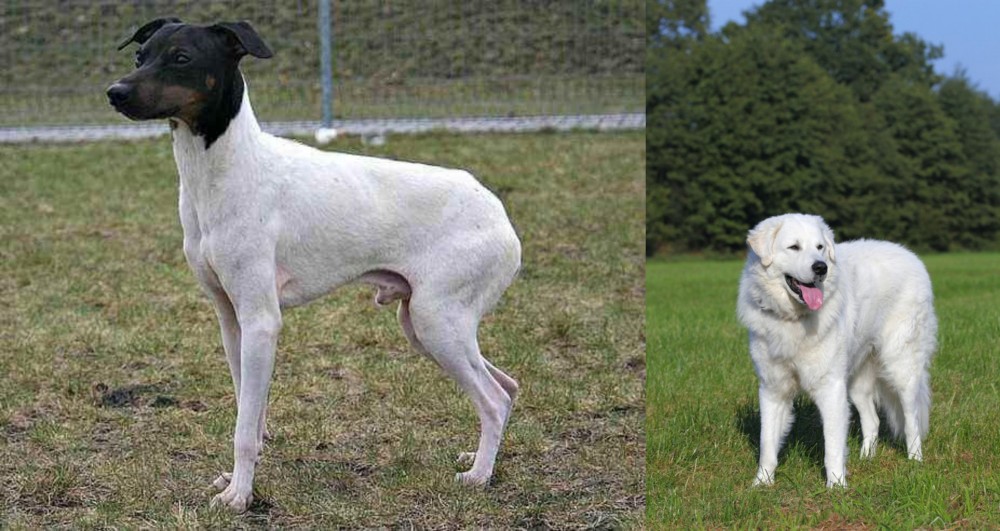 Kuvasz vs Japanese Terrier - Breed Comparison