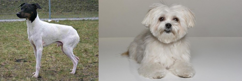 Kyi-Leo vs Japanese Terrier - Breed Comparison