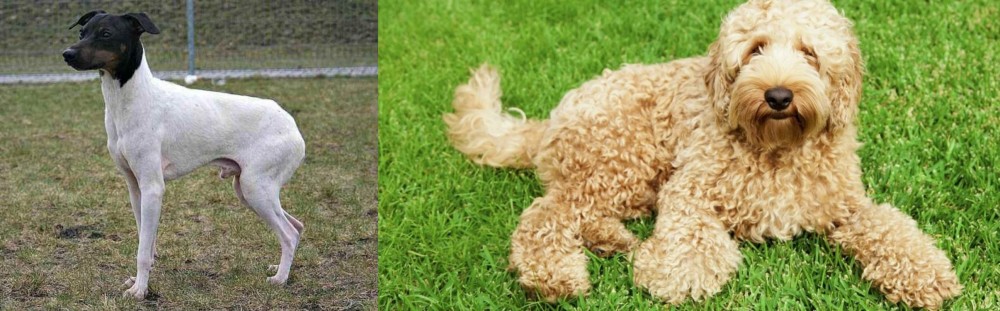 Labradoodle vs Japanese Terrier - Breed Comparison