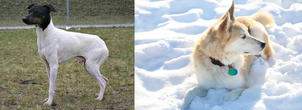 Labrador Husky vs Japanese Terrier - Breed Comparison