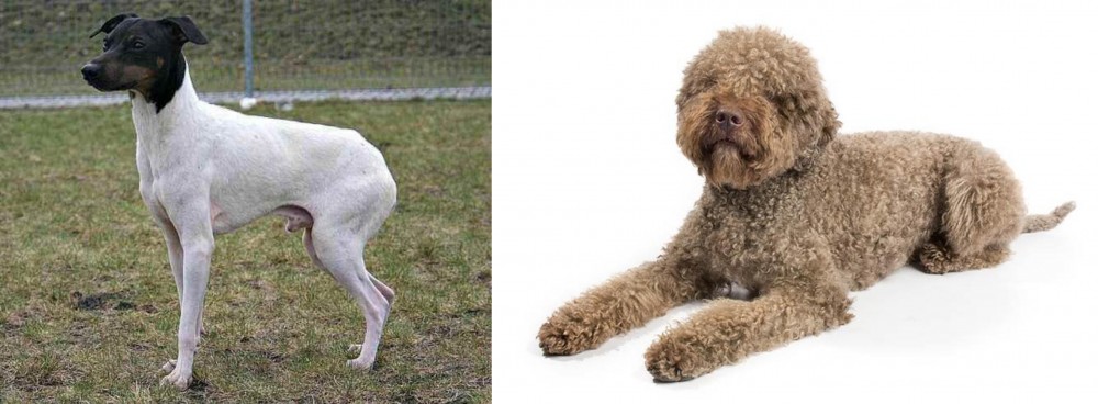 Lagotto Romagnolo vs Japanese Terrier - Breed Comparison