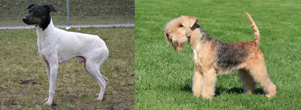 Lakeland Terrier vs Japanese Terrier - Breed Comparison