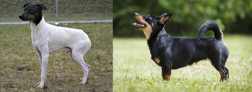 Lancashire Heeler vs Japanese Terrier - Breed Comparison
