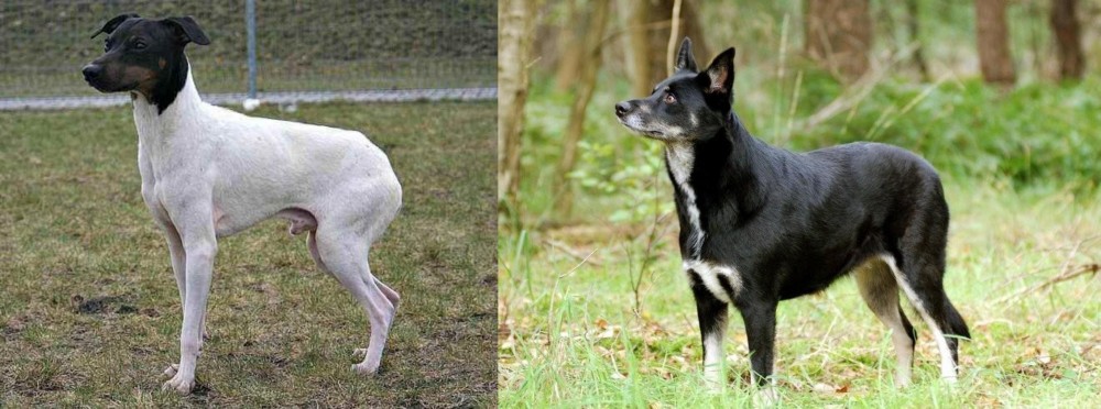 Lapponian Herder vs Japanese Terrier - Breed Comparison