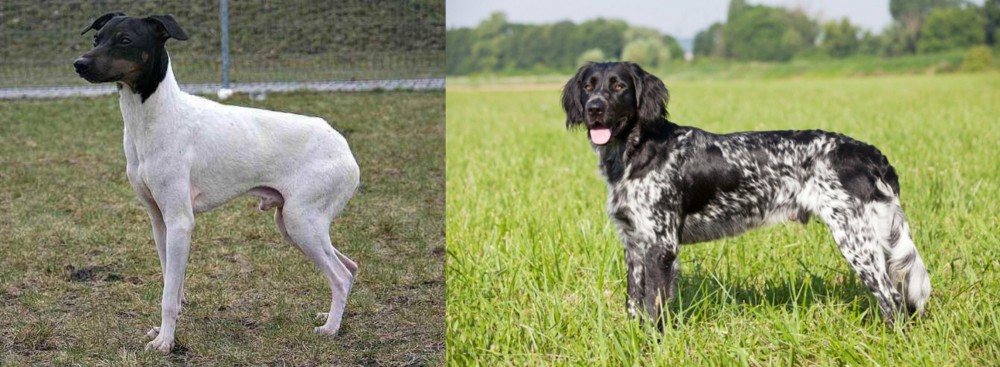 Large Munsterlander vs Japanese Terrier - Breed Comparison