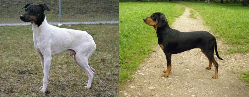 Latvian Hound vs Japanese Terrier - Breed Comparison