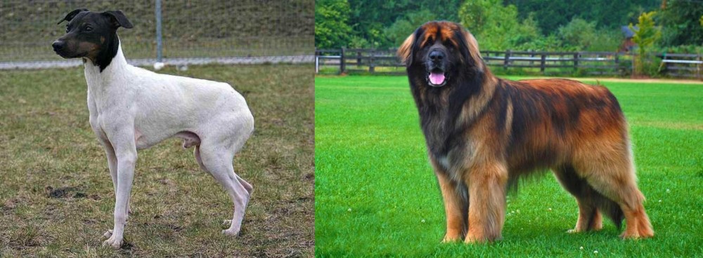 Leonberger vs Japanese Terrier - Breed Comparison