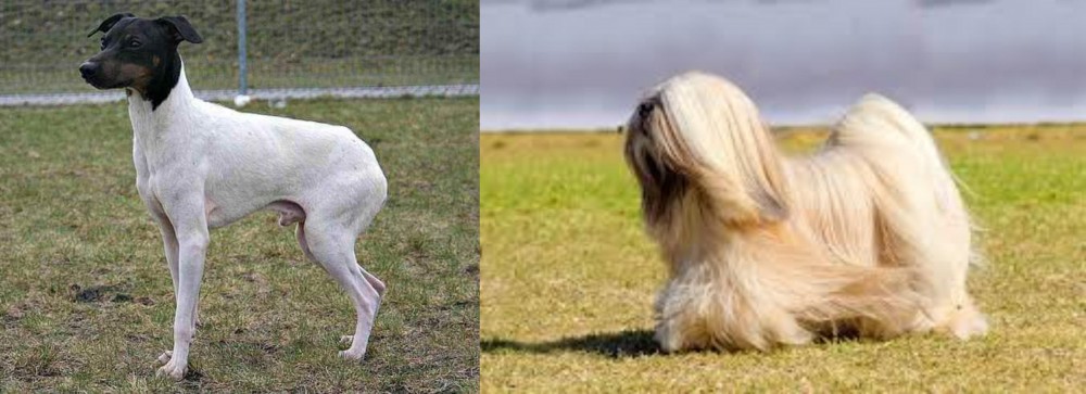 Lhasa Apso vs Japanese Terrier - Breed Comparison