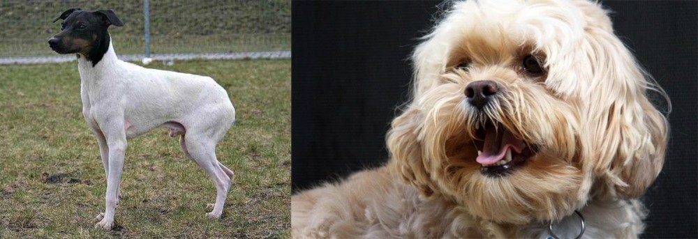 Lhasapoo vs Japanese Terrier - Breed Comparison