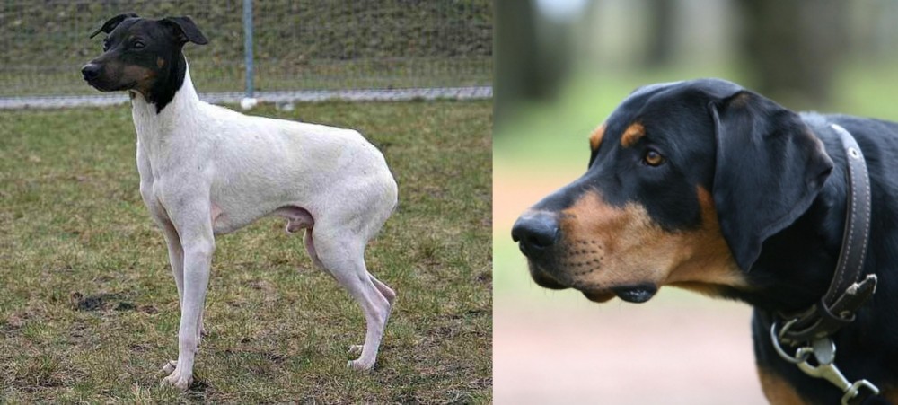 Lithuanian Hound vs Japanese Terrier - Breed Comparison