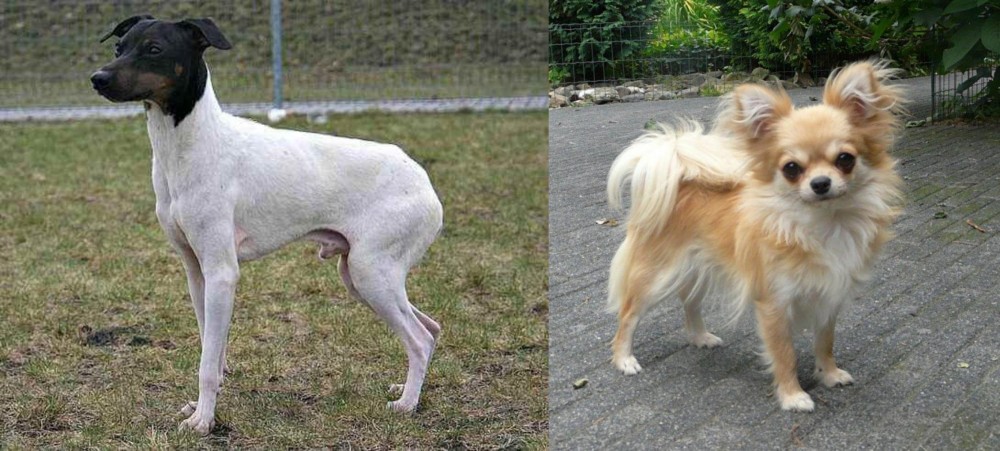 Long Haired Chihuahua vs Japanese Terrier - Breed Comparison