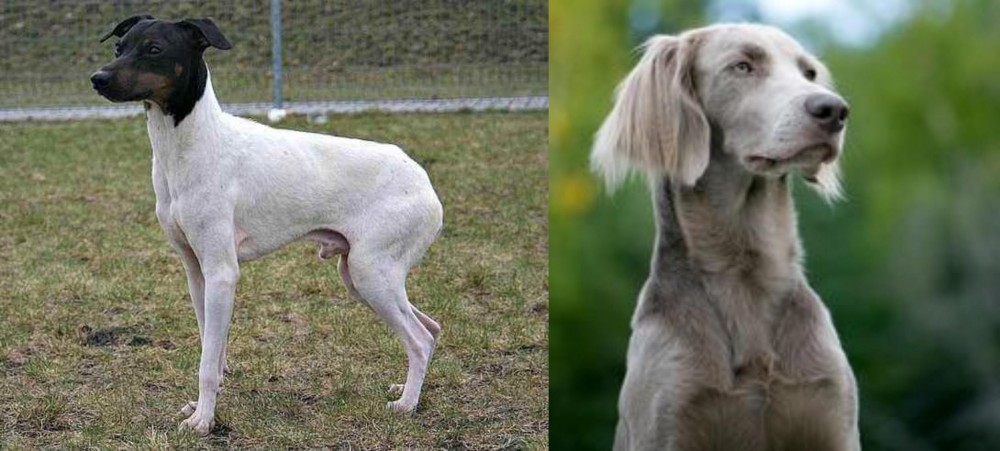 Longhaired Weimaraner vs Japanese Terrier - Breed Comparison
