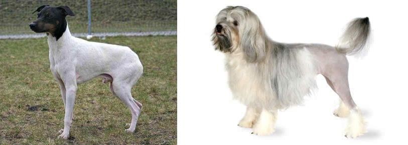 Lowchen vs Japanese Terrier - Breed Comparison