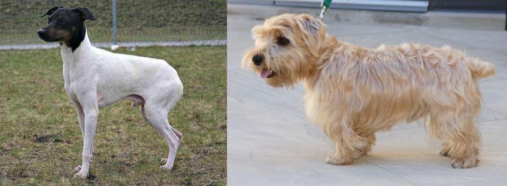 Lucas Terrier vs Japanese Terrier - Breed Comparison
