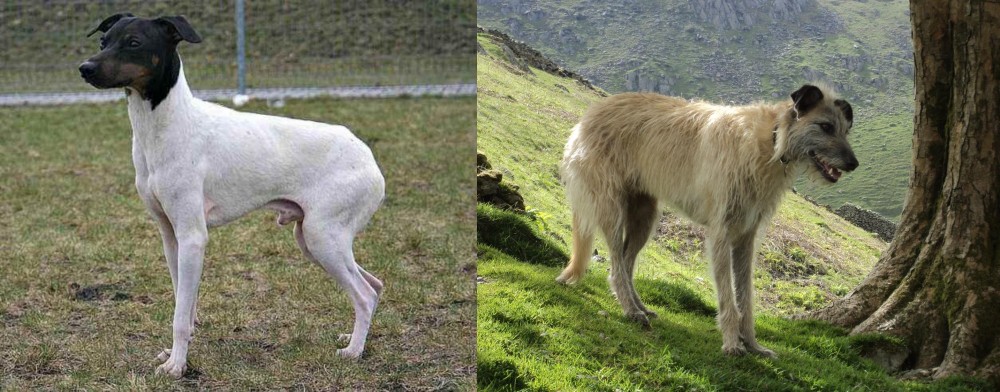 Lurcher vs Japanese Terrier - Breed Comparison