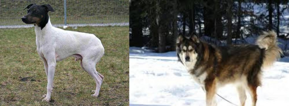 Mackenzie River Husky vs Japanese Terrier - Breed Comparison