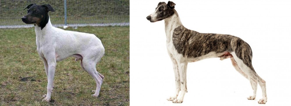 Magyar Agar vs Japanese Terrier - Breed Comparison
