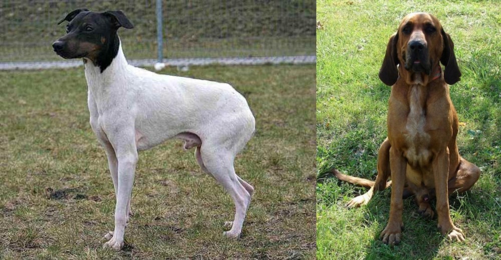 Majestic Tree Hound vs Japanese Terrier - Breed Comparison